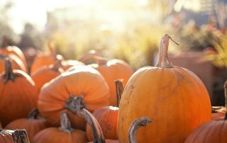 Image of a pile of picked pumpkins.