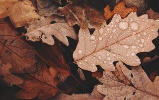 Close up image of wet fall leaves.
