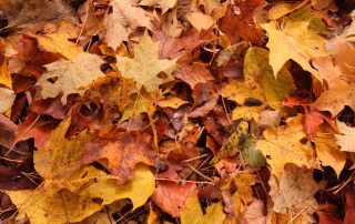 A close up of fall leaves on the ground.