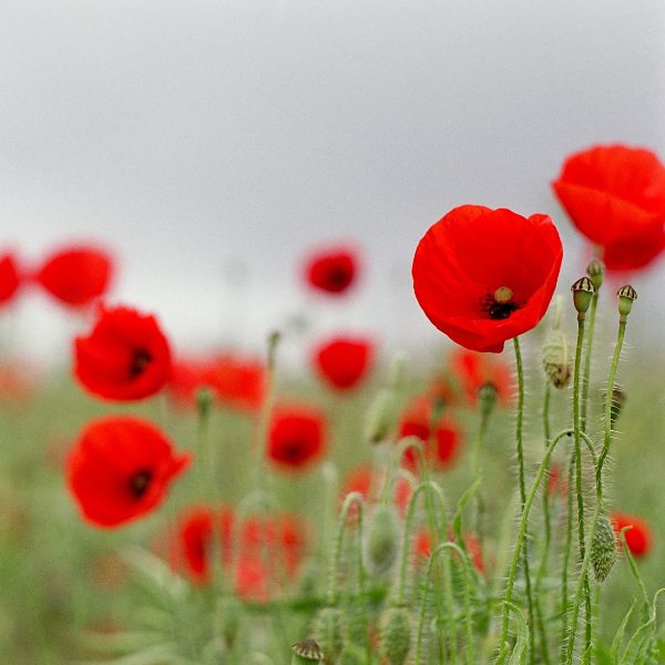 newsletter_remembrance_day